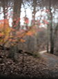 Woodland Path 2